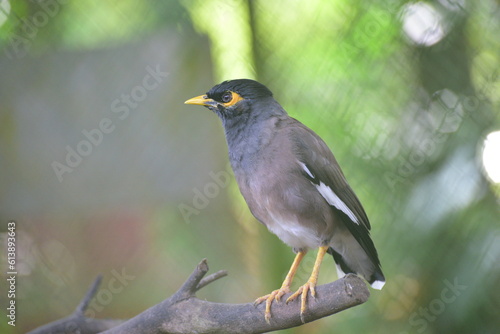 Acridotheres tristis, The common myna or Indian myna, sometimes spelled mynah, is a bird in the family Sturnidae, native to Asia and an omnivorous. © Eko