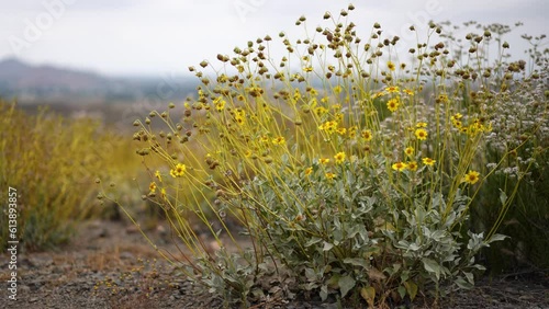 Closeup view of Brittlebush flowers, in the hills of Lake Elsinore, California. photo