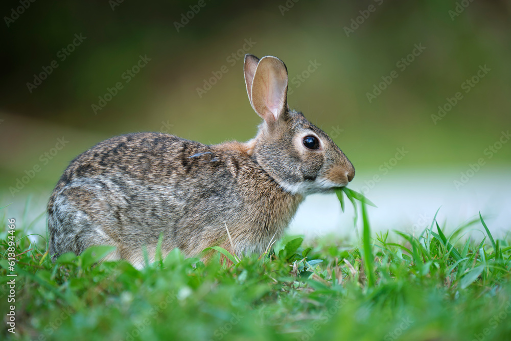 Grey small hare eating grass on summer field. Wild rabbit in nature Grey small hare eating grass on summer field. Wild rabbit in nature