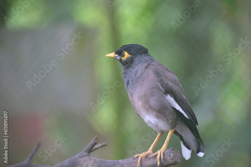 Acridotheres tristis, The common myna or Indian myna, sometimes spelled mynah, is a bird in the family Sturnidae, native to Asia and an omnivorous.