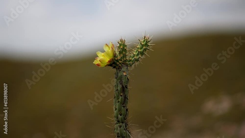 Closeup of Ganders Buckhorn Cholla flower on the cactus to show the res of the plant in the Lake Elsinore hills in California. photo