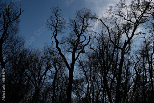 A Forest at Autumn