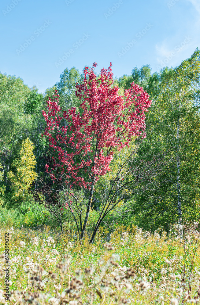 Pink Tree Among Green Trees and Bushes Pink Tree Among Green Trees and Bushes