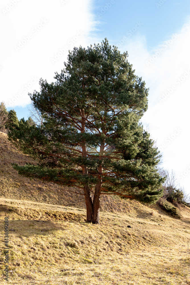 Obraz premium tree on the hill
