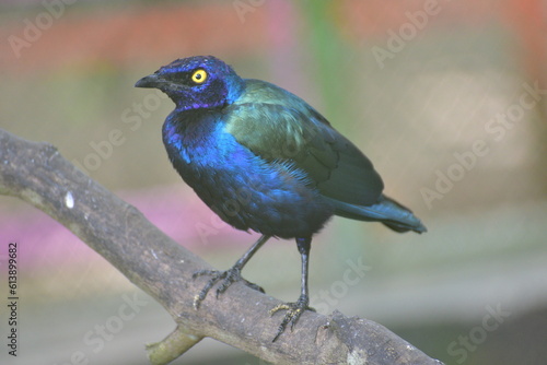 The greater blue eared starling or greater blue eared glossy starling, Lamprotornis chalybaeus perching on branch © Eko
