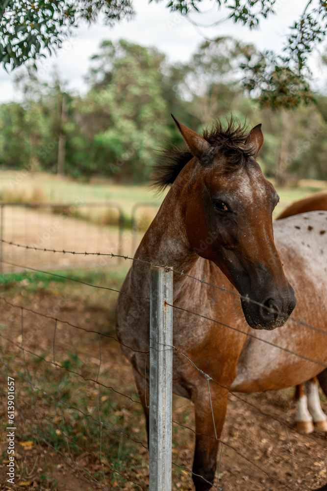 Obraz premium Cavallo