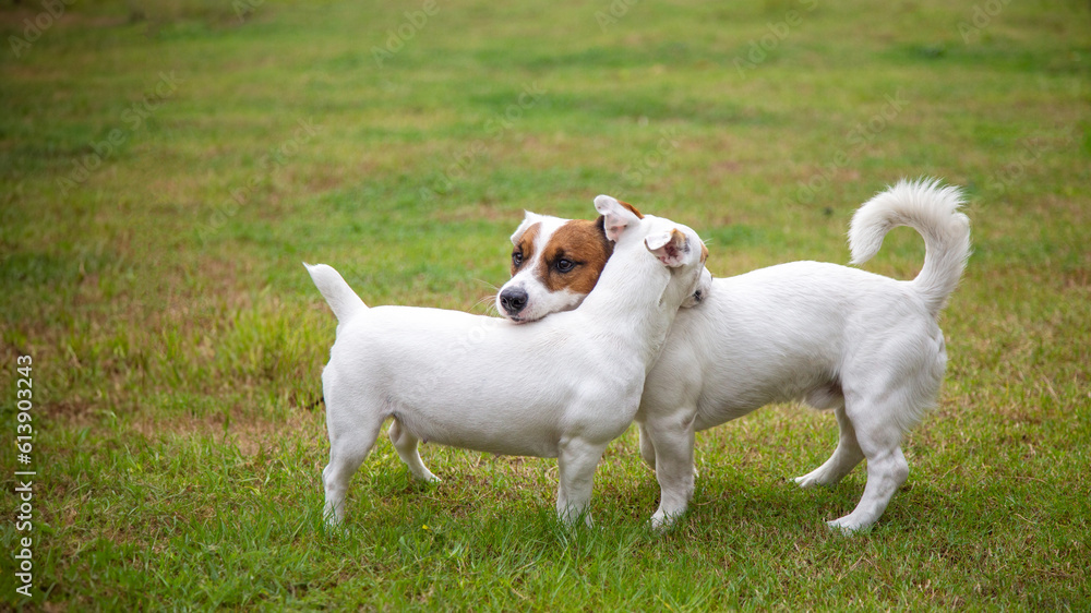 two dogs hugging with cute jack russell terrier on green park show love of mini dog