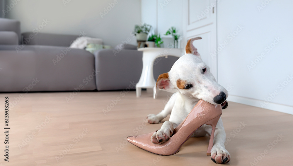 Puppy biting shoes store