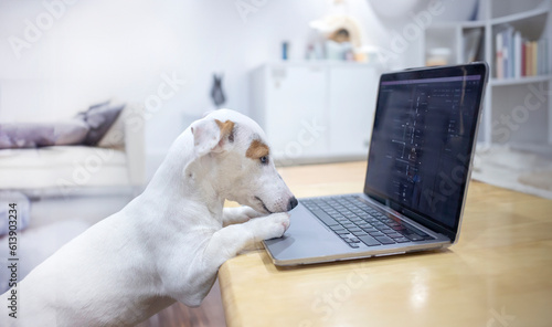Plakat w ramie mini jack russel dog using computer on table in network concept