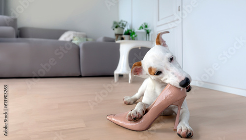 mini puppy dog bitting high shoes on living room.Jack russel chewing shoe biting  while holding it between paws in bad behavior concept