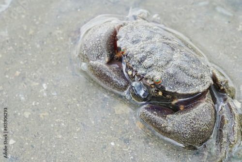 Maroon stone crab|Stone crabs on Singapore shores|石頭蟹 photo