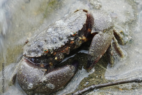 Maroon stone crab Stone crabs on Singapore shores          
