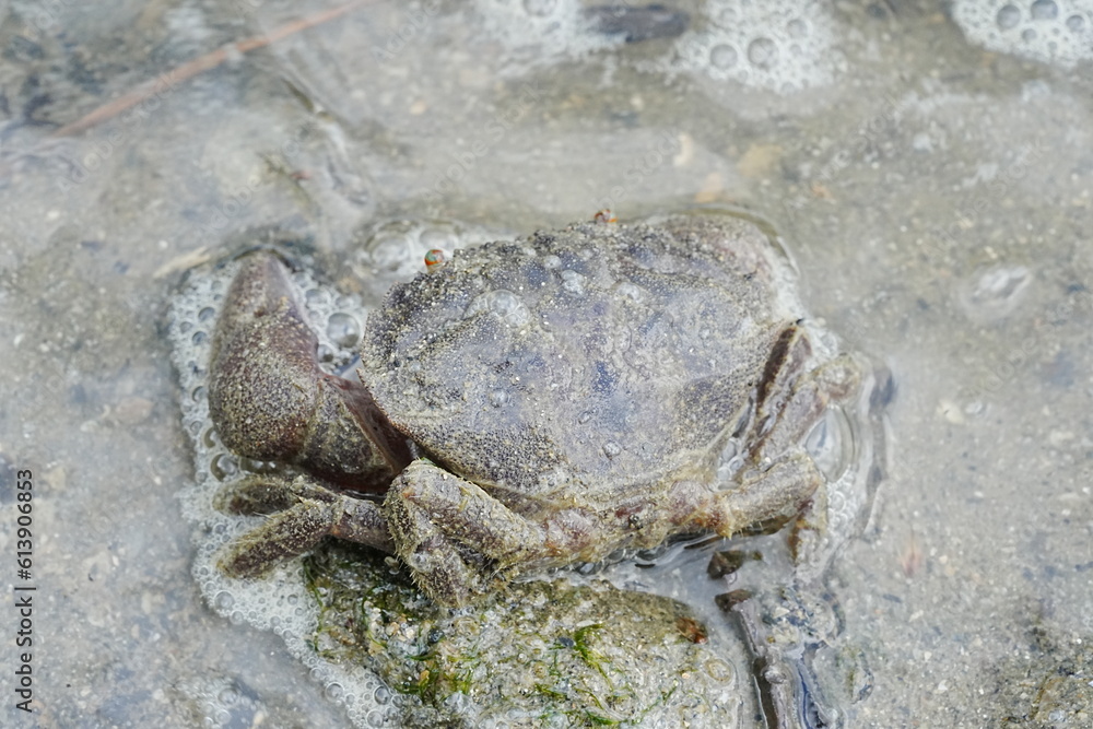 Maroon stone crab|Stone crabs on Singapore shores|石頭蟹