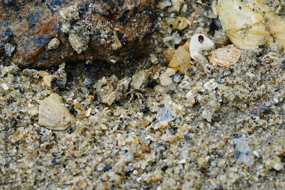 The Atlantic ghost crab, known scientifically as Ocypode quadrata, is a small to medium-sized species of crab found along the Atlantic coastlines of North and South America. |大西洋幽靈蟹 The Atlantic ghost crab, known scientifically as Ocypode quadrata, is a small to medium-sized species of crab found along the Atlantic coastlines of North and South America. |大西洋幽靈蟹