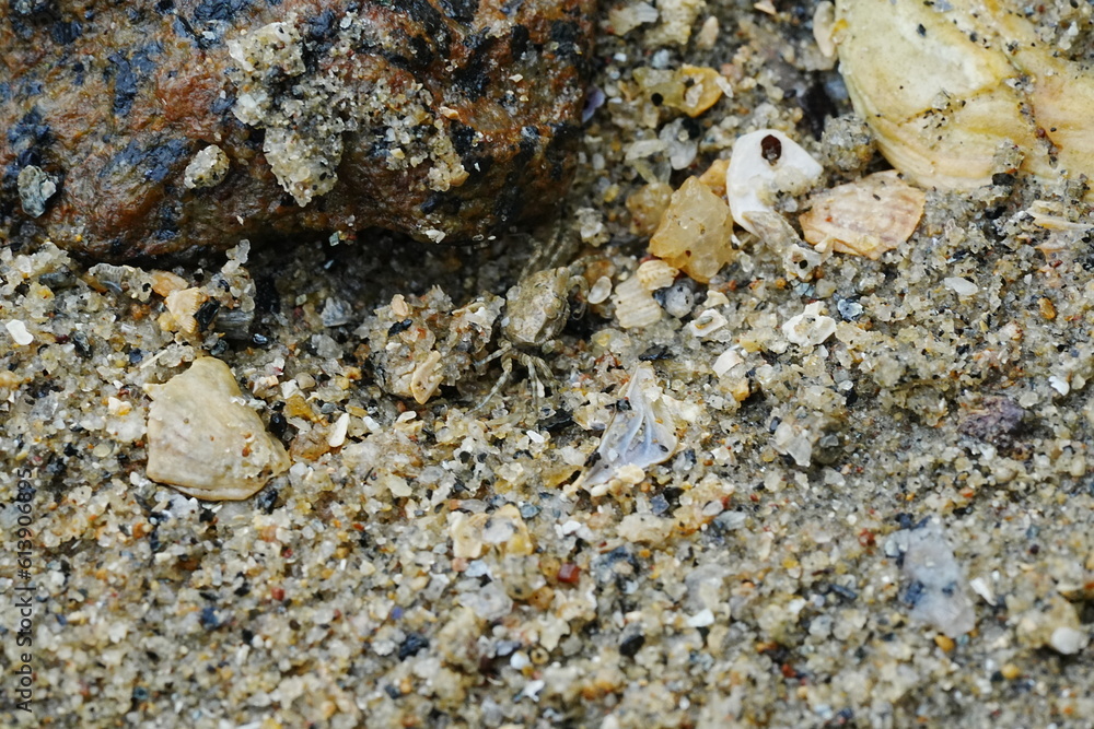 The Atlantic ghost crab, known scientifically as Ocypode quadrata, is a small to medium-sized species of crab found along the Atlantic coastlines of North and South America. |大西洋幽靈蟹