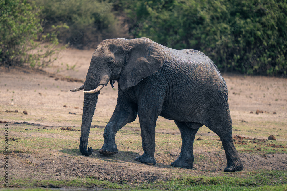 African bush elephant walks up grassy bank