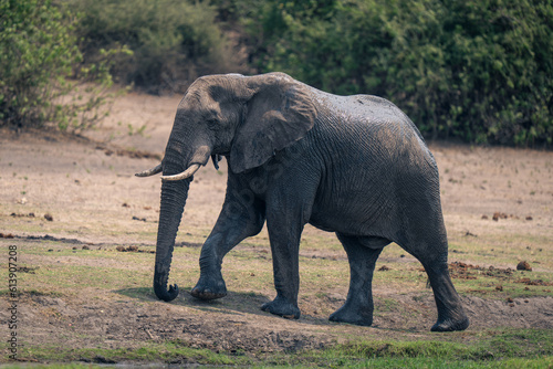 African bush elephant walks up grassy bank © Nick Dale