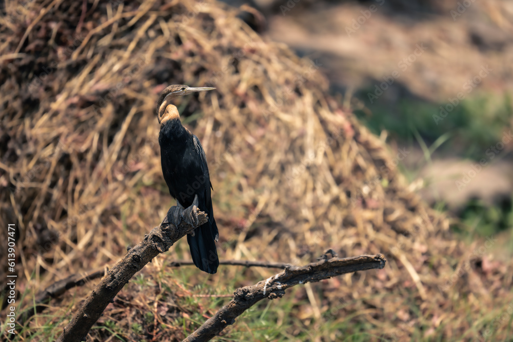 Fototapeta premium African darter turns head on dead branch