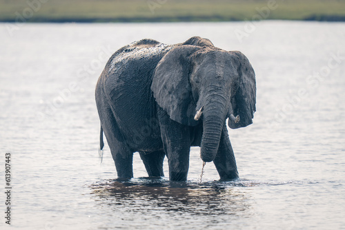 African elephant stands in river dripping water