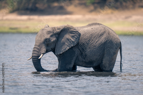 African elephant stands in river near bank