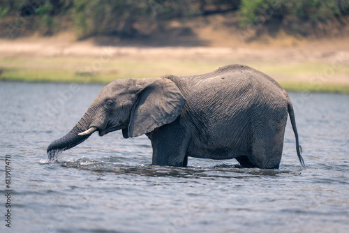 African elephant stands drinking in shallow river