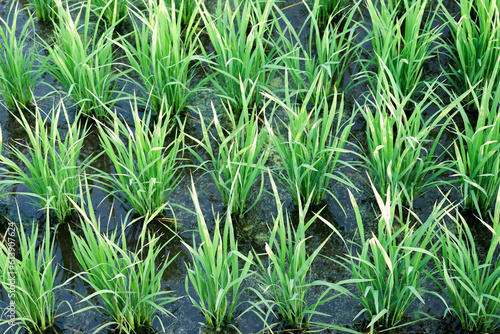 Fototapeta Naklejka Na Ścianę i Meble -  green grass background