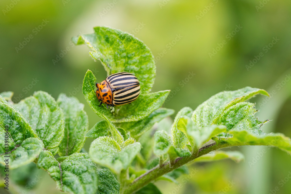 The Colorado potato beetle feast on potato leaves and plant damage The Colorado potato beetle feast on potato leaves and plant damage