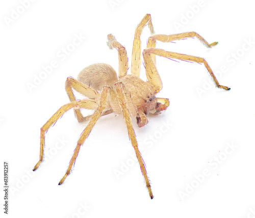 Cuban huntsman spider- Decaphora cubana - a small spider in the family Sparassidae. isolated on white background front top dorsal view