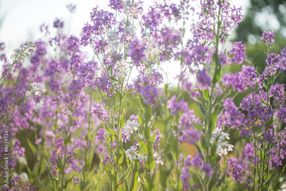 Obraz premium lunaria flowers in the garden
