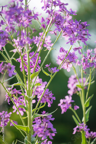 lunaria flowers in the garden