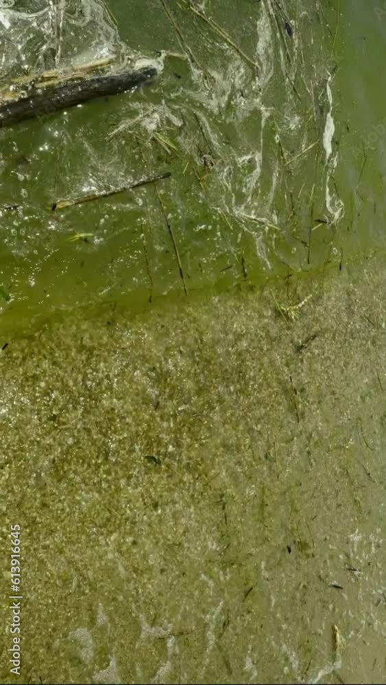 Vertical video, In Black Sea Blue-green algae blooms, water in Odessa has become freshwater and green color. Environmental disaster caused by explosion of Kakhovka Hydroelectric Power Plant dam Vertical video, In Black Sea Blue-green algae blooms, water in Odessa has become freshwater and green color. Environmental disaster caused by explosion of Kakhovka Hydroelectric Power Plant dam