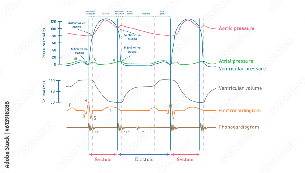 Wiggers Diagram Cardiac Cycle Cardiac Echocardiogram