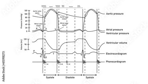 Wiggers diagram of the left side of the heart. The cardiac cycle. Graph on pressure changes in the heart. Resources for teachers and students. Vector illustration isolated on white background.