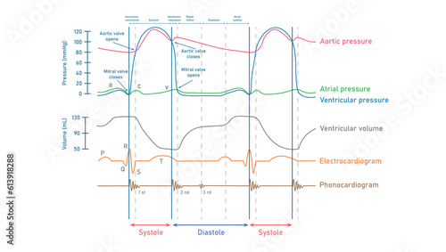 Wiggers diagram of the left side of the heart. The cardiac cycle. Graph on pressure changes in the heart. Resources for teachers and students. Vector illustration isolated on white background.