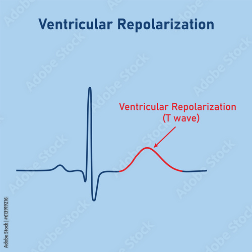 Ventricular repolarization, T wave. The QT interval of ECG. The cardiac cycle. ECG of a heart in normal sinus rhythm. Resources for teachers and students.