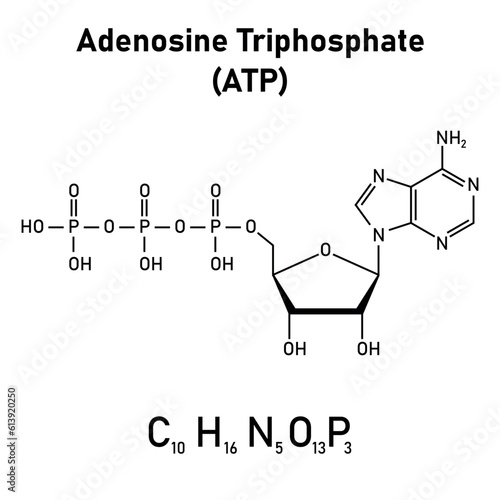 Chemical structure of Adenosine triphosphate (ATP) (C10H16N5O13P3). adenine ribose and three phosphate groups. Chemical resources for teachers and students. Vector illustration.