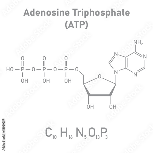 Chemical structure of Adenosine triphosphate (ATP) (C10H16N5O13P3). adenine ribose and three phosphate groups. Chemical resources for teachers and students. Vector illustration.