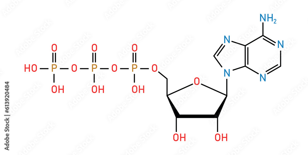 Chemical structure of Adenosine triphosphate (ATP) (C10H16N5O13P3 ...