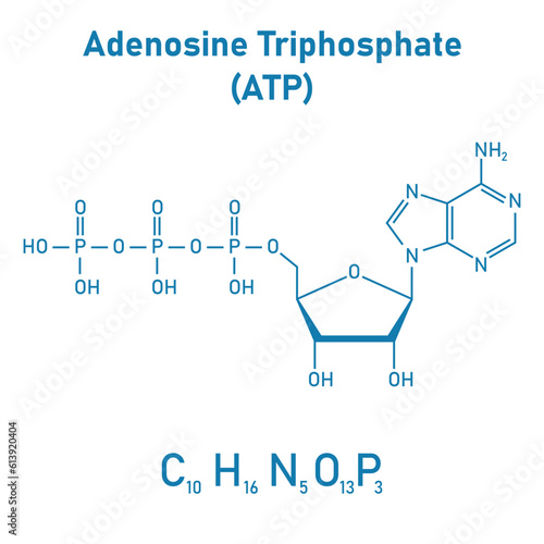 Chemical structure of Adenosine triphosphate (ATP) (C10H16N5O13P3). adenine ribose and three phosphate groups. Chemical resources for teachers and students. Vector illustration.