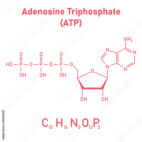 Chemical structure of Adenosine triphosphate (ATP) (C10H16N5O13P3). adenine ribose and three phosphate groups. Chemical resources for teachers and students. Vector illustration.