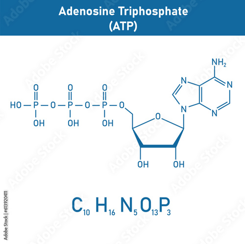Chemical structure of Adenosine triphosphate (ATP) (C10H16N5O13P3). adenine ribose and three phosphate groups. Chemical resources for teachers and students. Vector illustration.