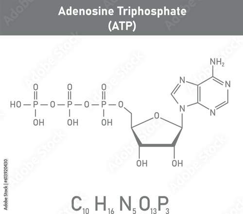 Chemical structure of Adenosine triphosphate (ATP) (C10H16N5O13P3). adenine ribose and three phosphate groups. Chemical resources for teachers and students. Vector illustration.