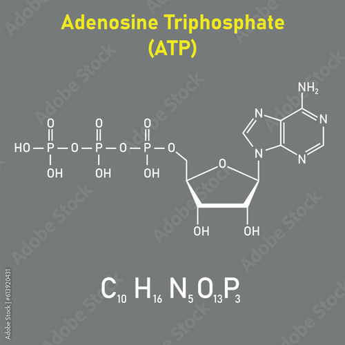 Chemical structure of Adenosine triphosphate (ATP) (C10H16N5O13P3). adenine ribose and three phosphate groups. Chemical resources for teachers and students. Vector illustration.