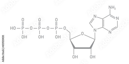 Chemical structure of Adenosine triphosphate (ATP) (C10H16N5O13P3). adenine ribose and three phosphate groups. Chemical resources for teachers and students. Vector illustration.