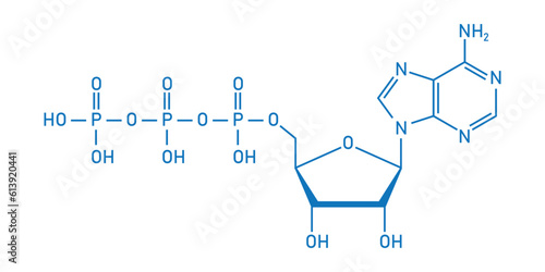Chemical structure of Adenosine triphosphate (ATP) (C10H16N5O13P3). adenine ribose and three phosphate groups. Chemical resources for teachers and students. Vector illustration.