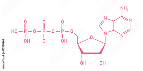 Chemical structure of Adenosine triphosphate (ATP) (C10H16N5O13P3). adenine ribose and three phosphate groups. Chemical resources for teachers and students. Vector illustration.