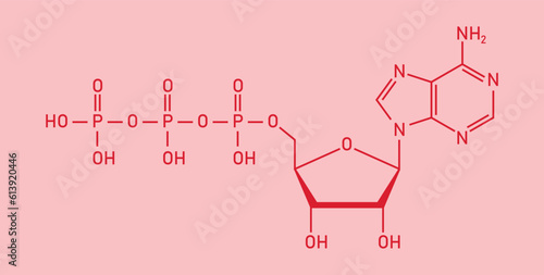 Chemical structure of Adenosine triphosphate (ATP) (C10H16N5O13P3). adenine ribose and three phosphate groups. Chemical resources for teachers and students. Vector illustration.