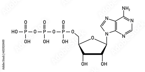 Chemical structure of Adenosine triphosphate (ATP) (C10H16N5O13P3). adenine ribose and three phosphate groups. Chemical resources for teachers and students. Vector illustration.