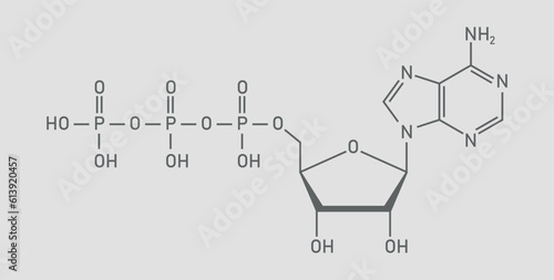 Chemical structure of Adenosine triphosphate (ATP) (C10H16N5O13P3). adenine ribose and three phosphate groups. Chemical resources for teachers and students. Vector illustration.