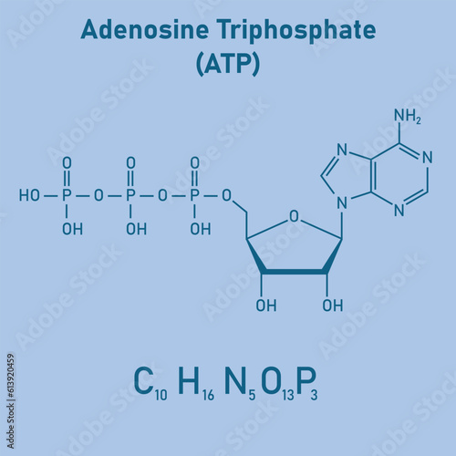 Chemical structure of Adenosine triphosphate (ATP) (C10H16N5O13P3). adenine ribose and three phosphate groups. Chemical resources for teachers and students. Vector illustration.